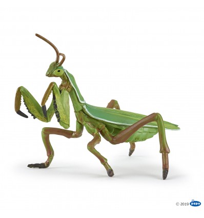 Praying mantis