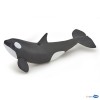 Killer whale calf