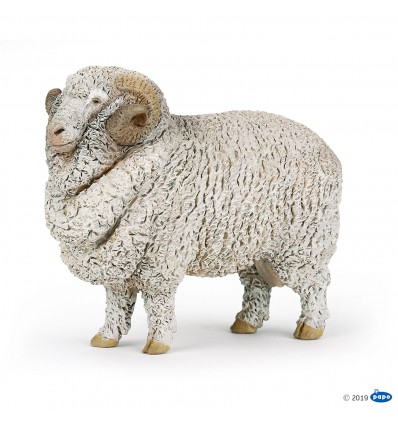 Merino sheep