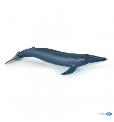 Blue whale calf