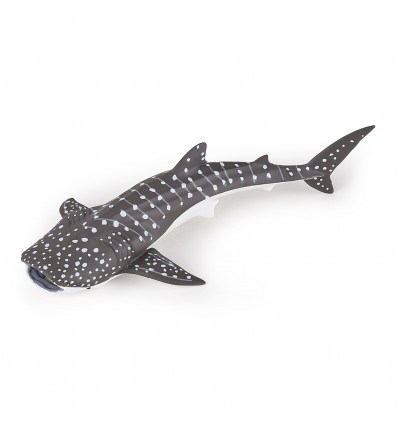 Jeune requin baleine