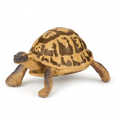 Tortue d'Hermann