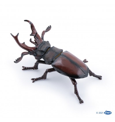 Stag beetle