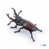 Stag beetle