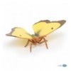 Clouded yellow buttefly