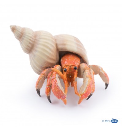 Hermit crab