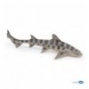 Leopard shark