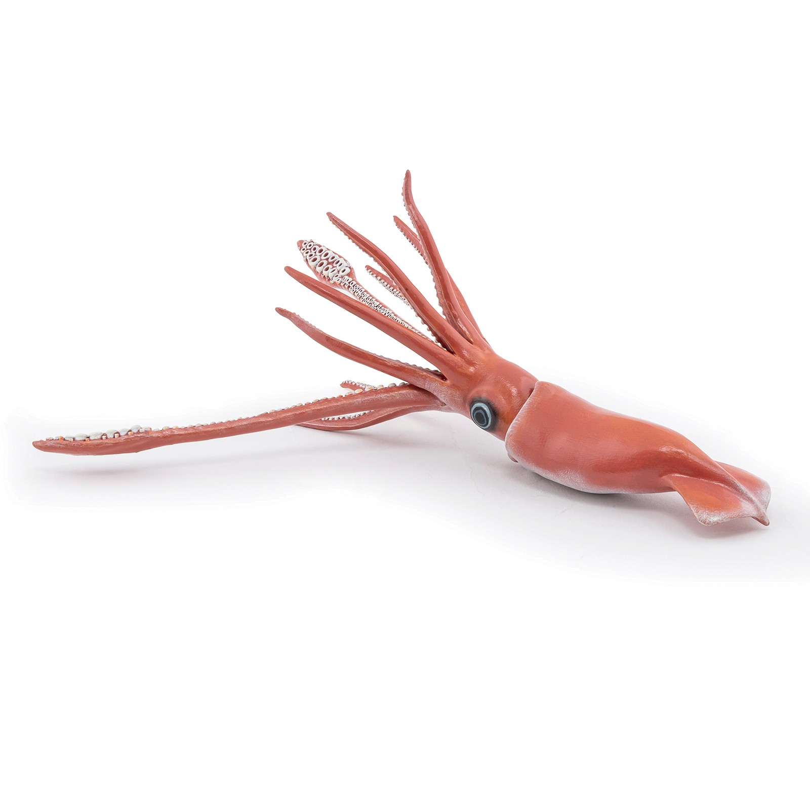 giant squid model