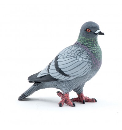 Pigeon