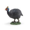 Guinea fowl