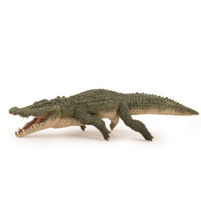 Saltwater crocodile