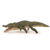 Saltwater crocodile