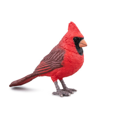 Northern cardinal