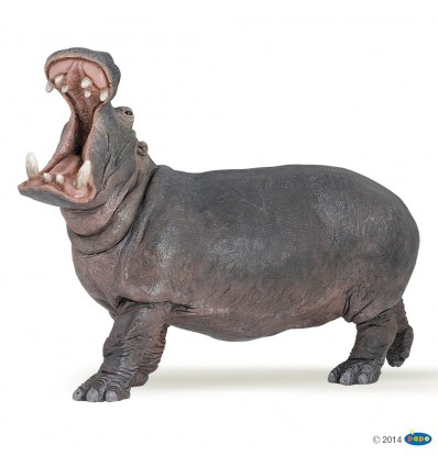 Hippopotame 