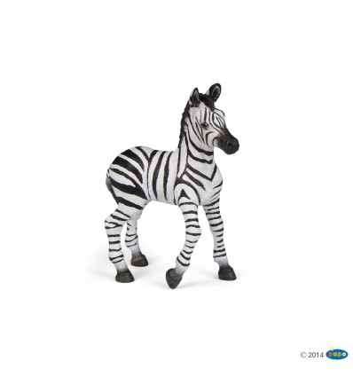 Zebra Fohlen