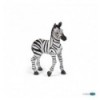 Zebra foal