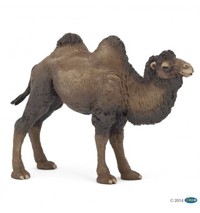 Bactrian camel