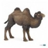 Bactrian camel