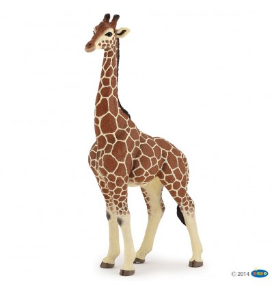 Giraffenmännchen