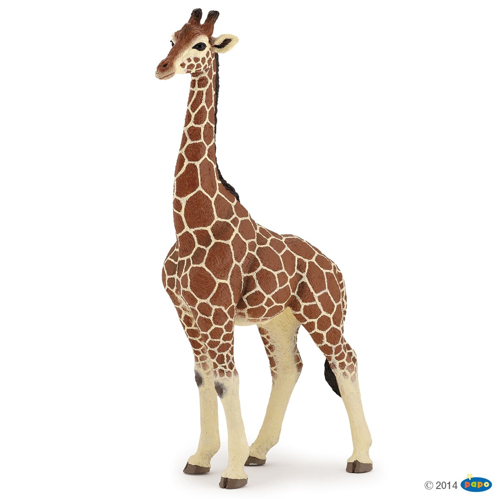 https://www.papo-france.com/436/girafe-male.jpg