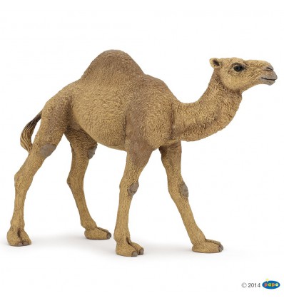 Dromedary