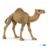 Dromedary