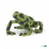 Equatorial green frog