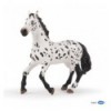 Large Appaloosa horse