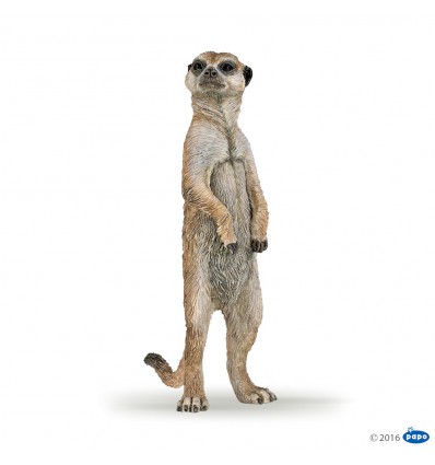 Standing meerkat