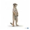 Suricate debout