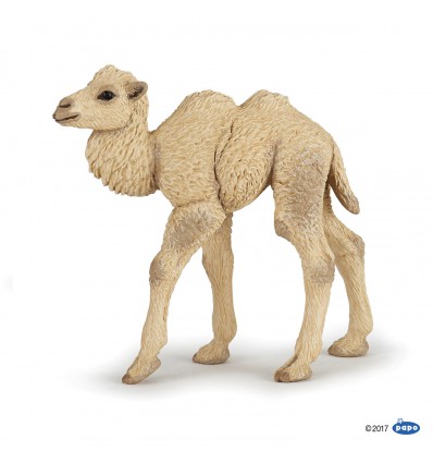 Camel calf