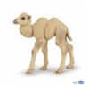 Camel calf