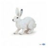 Arctic hare