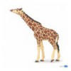 Giraffe mit erhobenem Kopf 