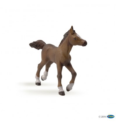 Anglo-Arab foal