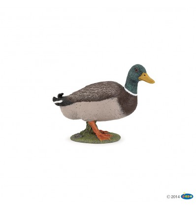 Canard colvert