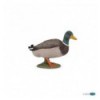 Canard colvert