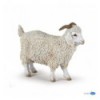 Angora goat