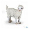 Young angora goat