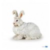 Lapin Angora