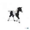 Black piebald cob foal