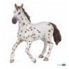 Appaloosa Stute braun