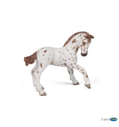 Poulain appaloosa brun