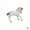 Poulain appaloosa brun