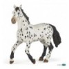 Black appaloosa horse