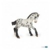 Poulain appaloosa noir