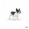 Black and white french bulldog