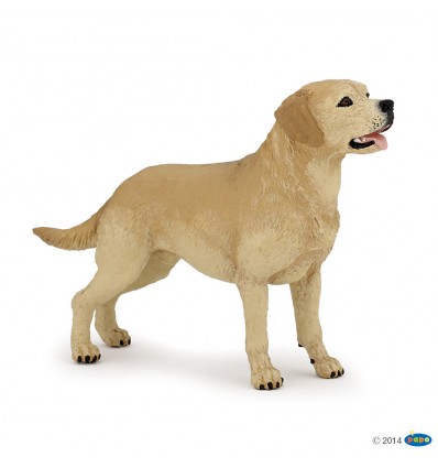 Labrador-Retriever