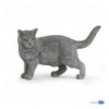 Chartreux