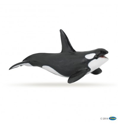 Killer whale